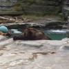 Bear in the water