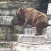 The other bear was laying down like a toddler