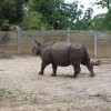Rhino