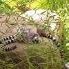 Lazy Lemurs