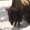 Buffalo buffalo buffalo