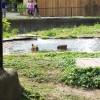 Capybara swim
